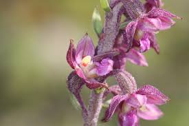 Attēlu rezultāti vaicājumam “Epipactis”