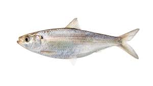 Image result for Alosa chrysochloris