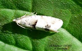 Attēlu rezultāti vaicājumam “Epinotia bilunana”