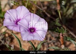Image result for Ipomoea Lavender