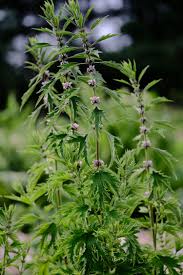 Image result for Leonurus cardiaca