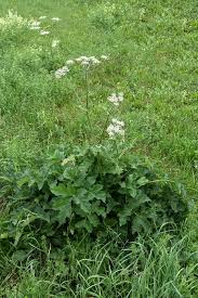 Attēlu rezultāti vaicājumam “Heracleum sphondylium subsp. sibiricum”