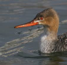 Attēlu rezultāti vaicājumam “Mergus serrator female”