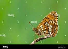 Attēlu rezultāti vaicājumam “Melitaea diamina upperside”