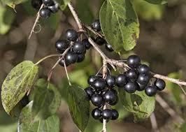 Attēlu rezultāti vaicājumam “Rhamnus cathartica”