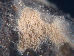 Attēlu rezultāti vaicājumam “Badhamia affinis var. microspora spores”