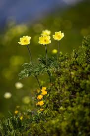 Attēlu rezultāti vaicājumam “Ranunculus bulbosus flower”