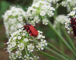 Attēlu rezultāti vaicājumam “Lygistopterus sanguineus larva”
