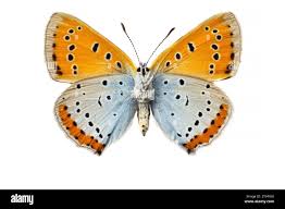 Attēlu rezultāti vaicājumam “Lycaena dispar female”