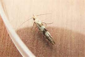 Attēlu rezultāti vaicājumam “Argyresthiidae”