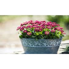 Attēlu rezultāti vaicājumam “Bellis perennis bud”