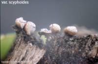 Attēlu rezultāti vaicājumam “Craterium leucocephalum”