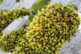 Attēlu rezultāti vaicājumam “Schistidium apocarpum”