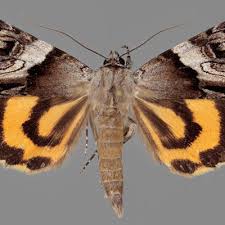 Attēlu rezultāti vaicājumam “Catocala fulminea”