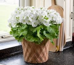 Image result for Primula obconica