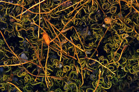 Attēlu rezultāti vaicājumam “Dicranella schreberiana sporophyte”