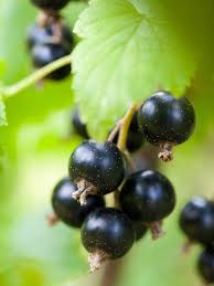 Attēlu rezultāti vaicājumam “Ribes nigrum fruit”