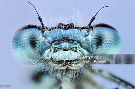 Attēlu rezultāti vaicājumam “Enallagma cyathigerum”