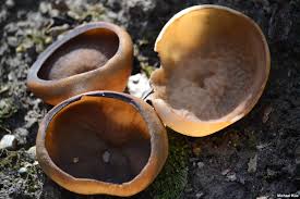 Attēlu rezultāti vaicājumam “Disciotis venosa”