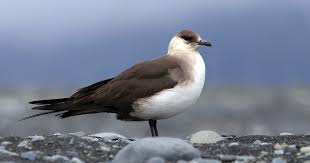 Attēlu rezultāti vaicājumam “Stercorarius parasiticus”