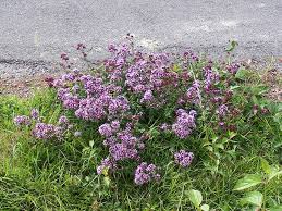Attēlu rezultāti vaicājumam “Origanum vulgare flower”