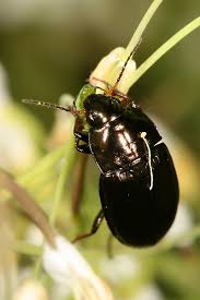 Attēlu rezultāti vaicājumam “Amara sp.”