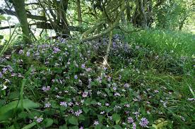 Attēlu rezultāti vaicājumam “Claytonia sibirica flower”