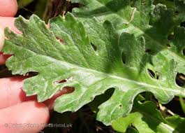 Attēlu rezultāti vaicājumam “Jacobaea vulgaris leaf”