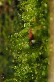 Attēlu rezultāti vaicājumam “Tetraphis pellucida”