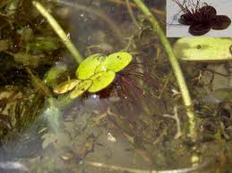 Attēlu rezultāti vaicājumam “Spirodela polyrhiza”