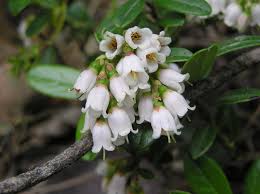 Attēlu rezultāti vaicājumam “Vaccinium vitis-idaea flower”