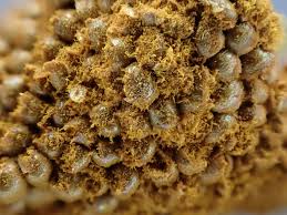 Attēlu rezultāti vaicājumam “Trichia scabra”