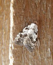 Attēlu rezultāti vaicājumam “Nola confusalis”