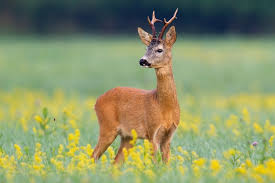 Attēlu rezultāti vaicājumam “Capreolus capreolus”