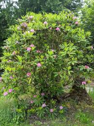 Attēlu rezultāti vaicājumam “rhododendron”