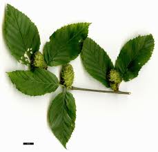 Attēlu rezultāti vaicājumam “Betula alleghaniensis”