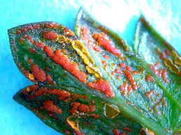 Attēlu rezultāti vaicājumam “Coleosporium sp.”