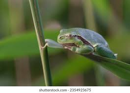 Attēlu rezultāti vaicājumam “Hyla arborea”