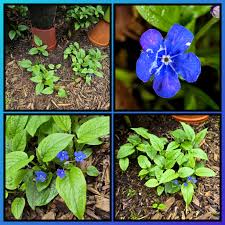 Image result for Omphalodes verna