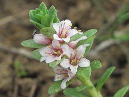 Attēlu rezultāti vaicājumam “Glaux maritima flower”