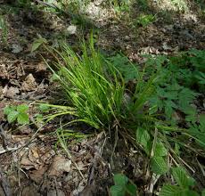 Attēlu rezultāti vaicājumam “Carex elongata”