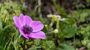 Image result for Buschwindröschen