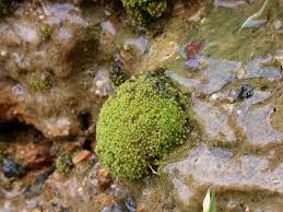 Attēlu rezultāti vaicājumam “Philonotis”