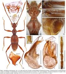 Attēlu rezultāti vaicājumam “Aranei”