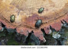 Attēlu rezultāti vaicājumam “Liocola lugubris”