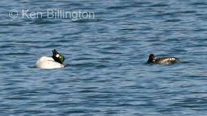 Attēlu rezultāti vaicājumam “Bucephala clangula juvenile”