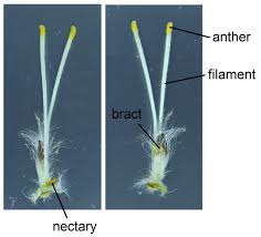 Attēlu rezultāti vaicājumam “Salix caprea male flower”