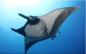 Image result for Mobula birostris