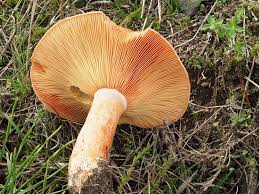 Attēlu rezultāti vaicājumam “Lactarius deliciosus”