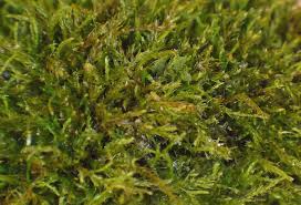 Attēlu rezultāti vaicājumam “Serpoleskea subtilis”